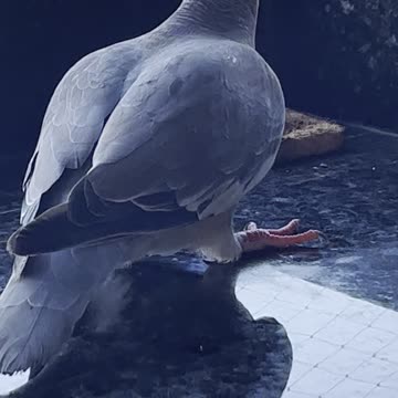 W.ild Bonaire Dove eating bacon during my breakfast at Divi