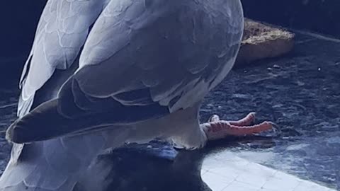 Bonaire Dove eating bacon
