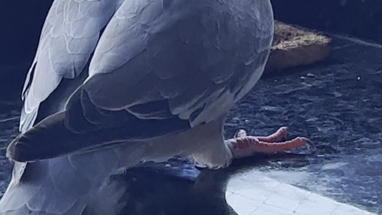 W.ild Bonaire Dove eating bacon during my breakfast at Divi