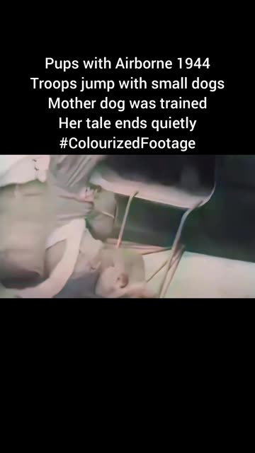 Pups with Airborne 1944