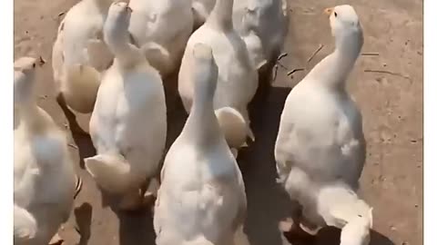 Bas sukoon hona chahiye 🤗😊 __ _shorts _peace _relatable _edit(720P_HD)