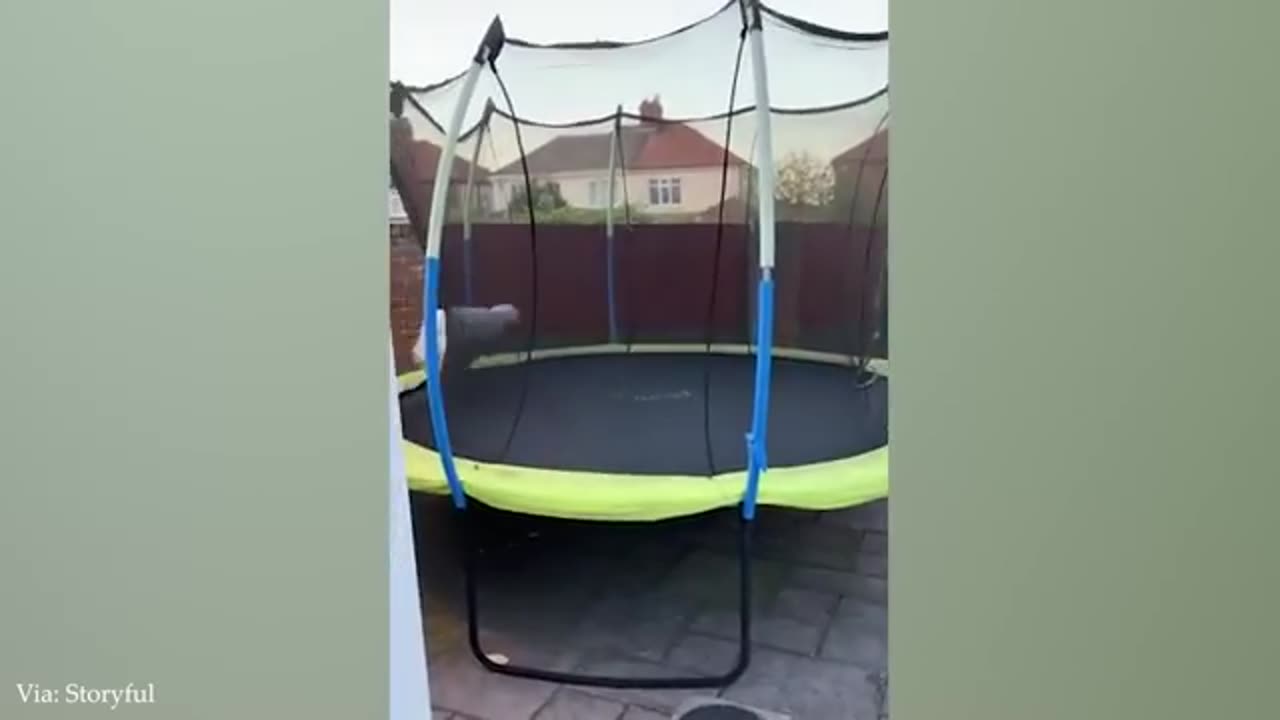 Laugh with Funny Dogs