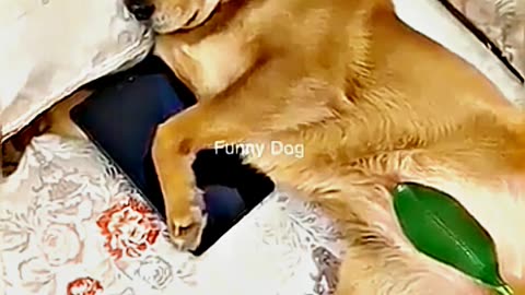 😂😆 "This Dog Just Invented Comedy!" 😂😆