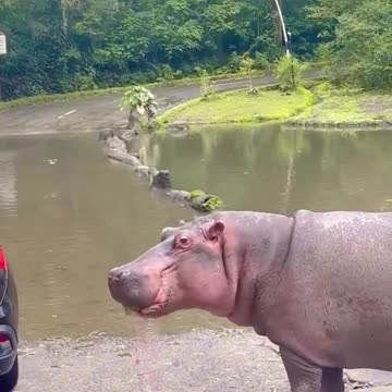 Watermelons for Hippopotamus