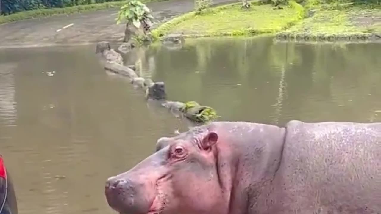 Watermelons for Hippopotamus