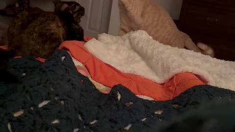 Gentle Baps Between Lazy Cats