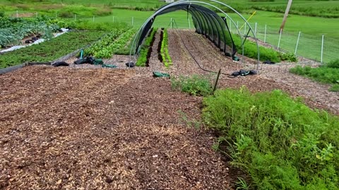 Farmers' Market Update & What's Growing 7-10-25
