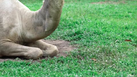 Nature and Animals