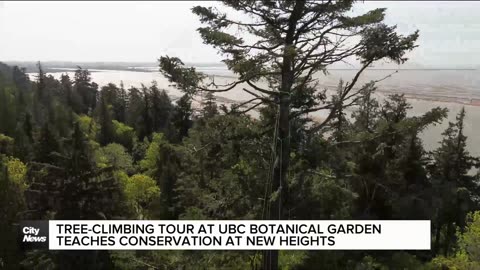 Tree climbing tour at UBC takes conservation to new heights