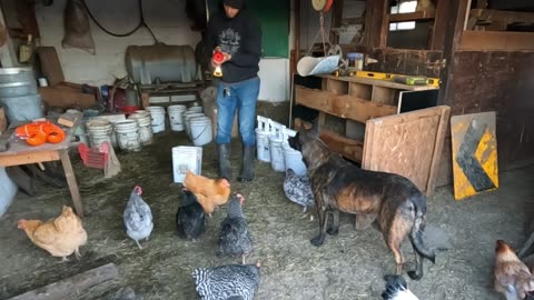 Homestead ODD JOBS! // Whitt Acres