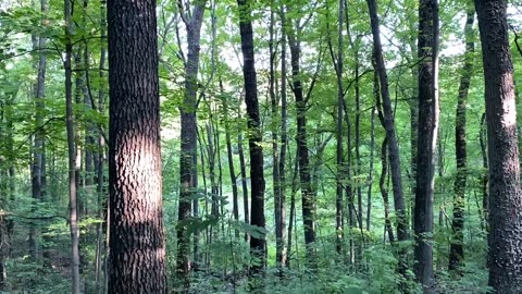 Peaceful Trees