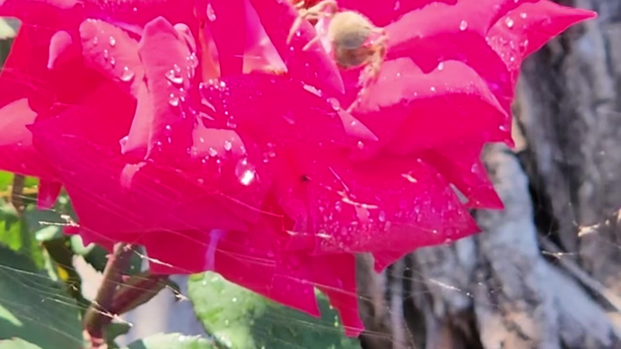 Spider observing an Olympiad Hybrid Tea Rose