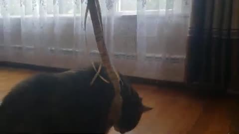 When a Cat Just Isn’t Interested in Play: Epic Level Chill