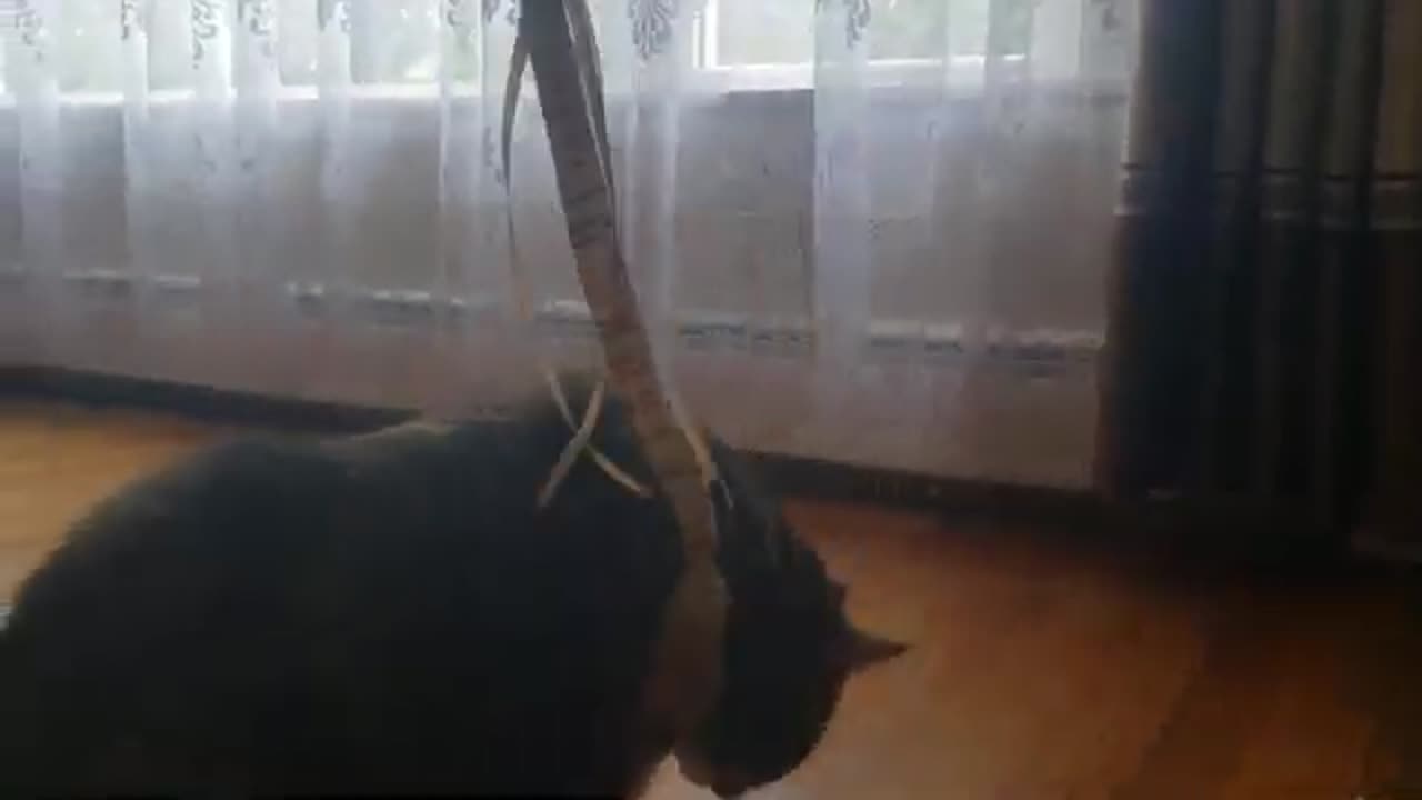 When a Cat Just Isn’t Interested in Play: Epic Level Chill