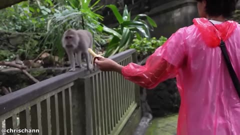 Funny animal videos Part 1