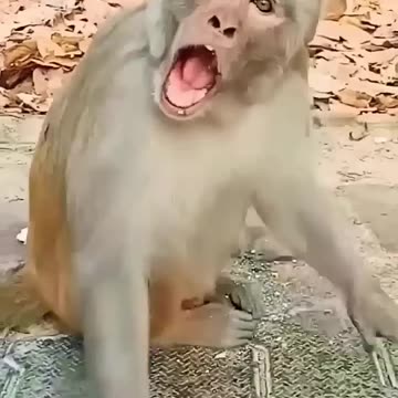 Funny monkey