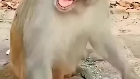 Funny monkey