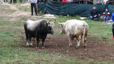 Griva od braće Boko vs Bijeli od Zube Šestanovac 2025