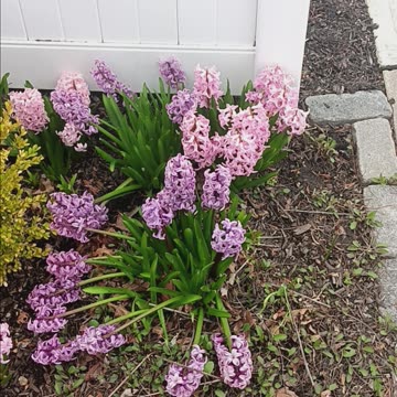 Hyacinth flowers