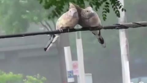 Love Nature Birds