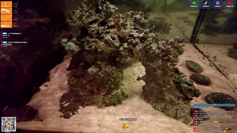 24/7 Real Live Reef Stream