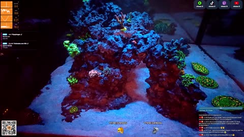 24/7 Real Live Reef Stream