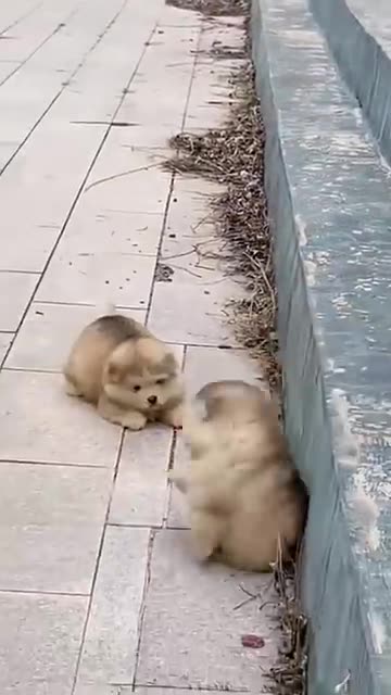 puppy funny video 2025