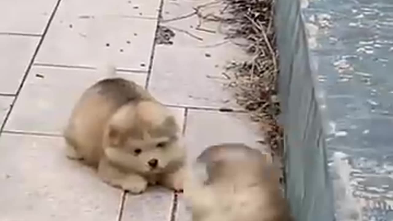 puppy funny video 2025