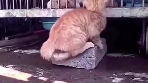 Cats Cats