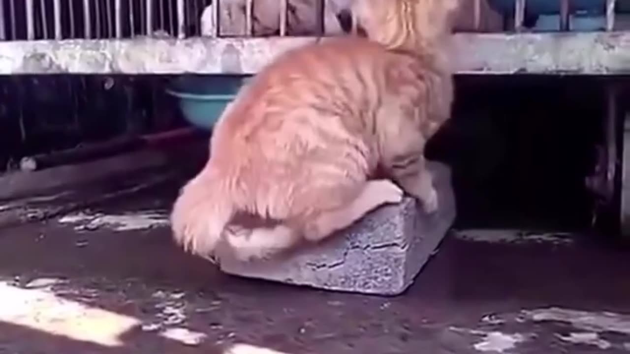 Cats Cats