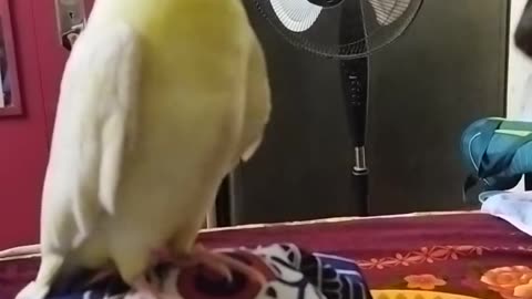 Funny Animal video