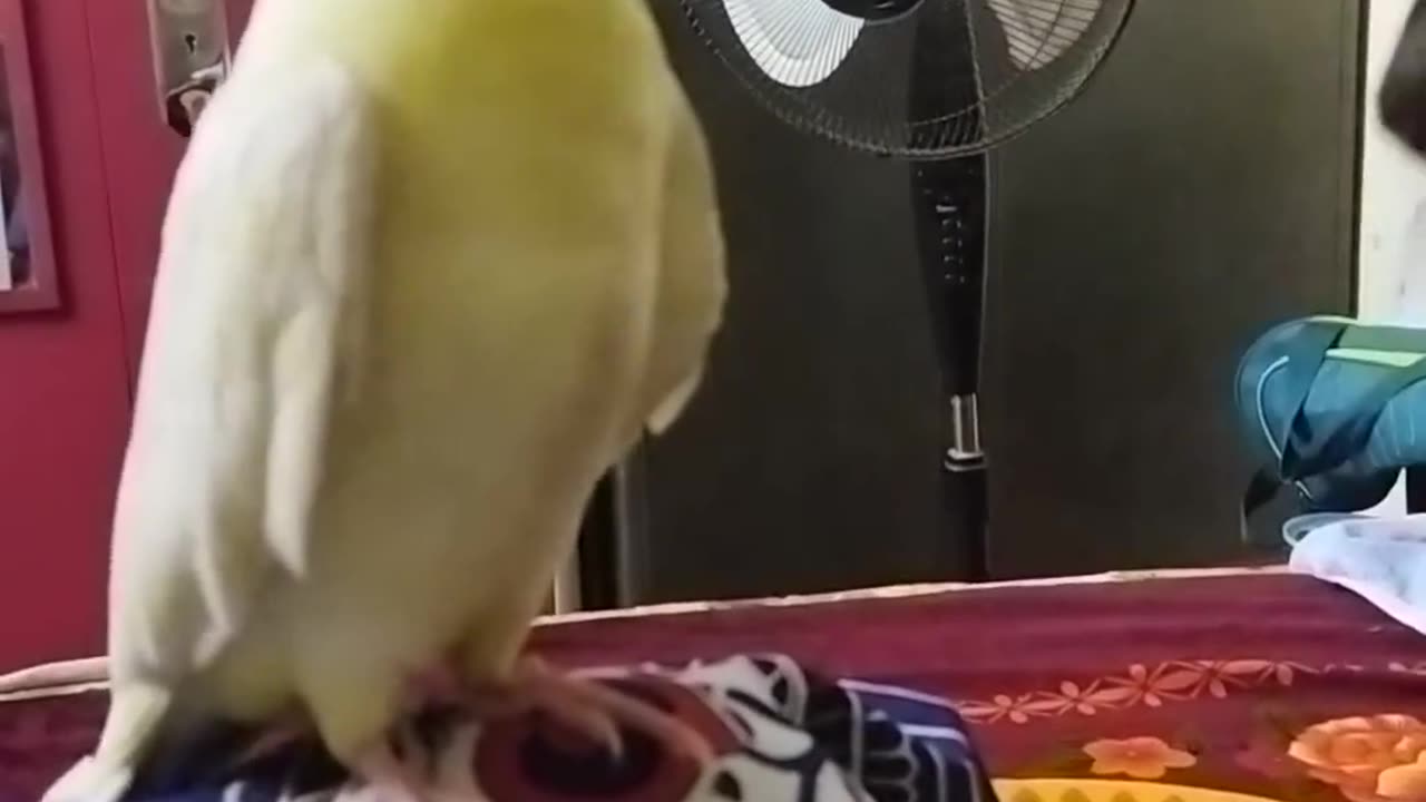 Funny Animal video