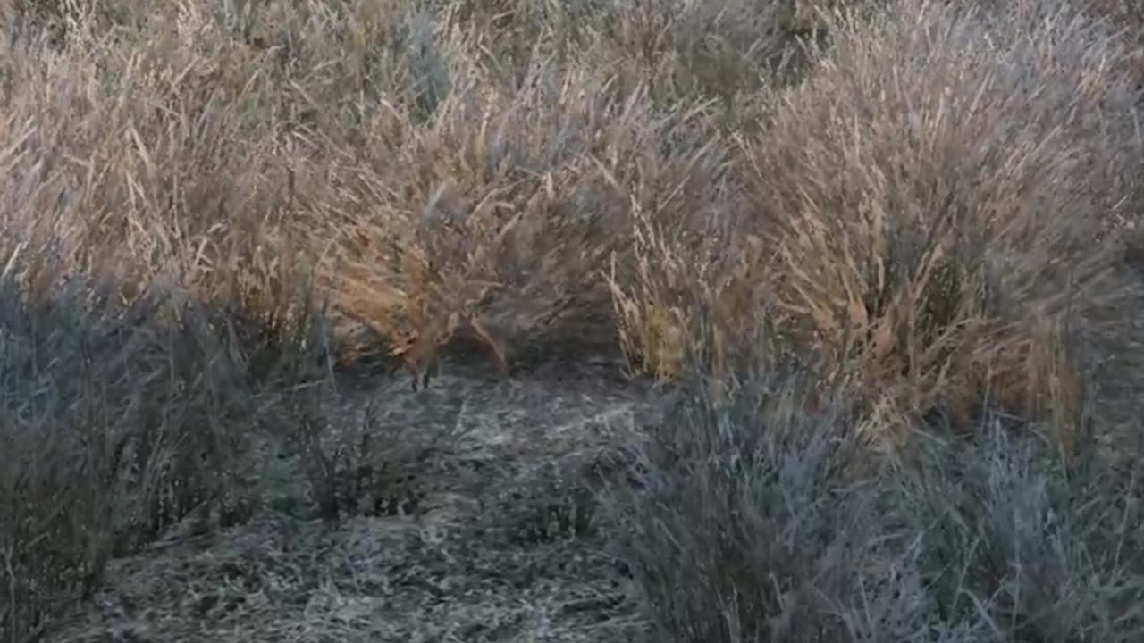 The DayZ Experience