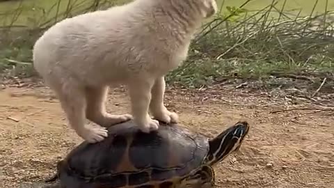 Funny Animal Videos