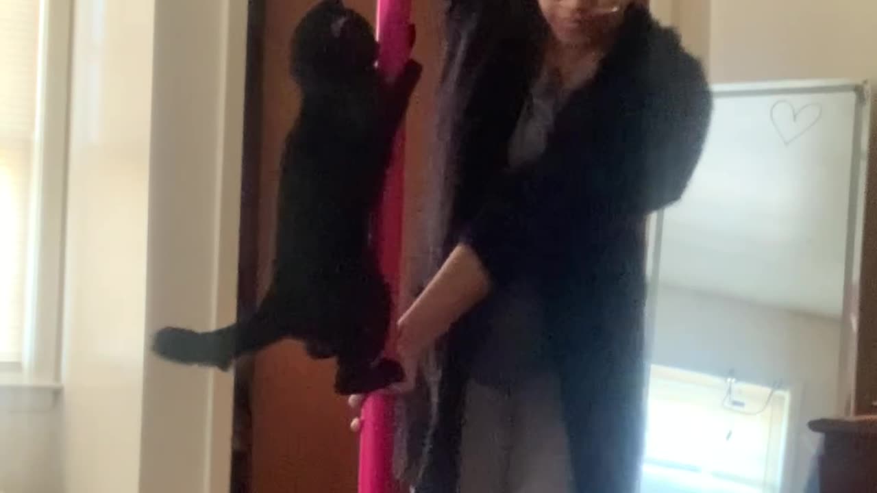 Pole Dancing With My Cat