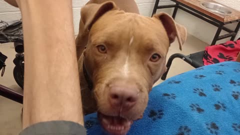 Gucci 6y A846344 very enthusiastic&lovin too@TRN, from harrys haven kennel 207 PACC shelter20258312