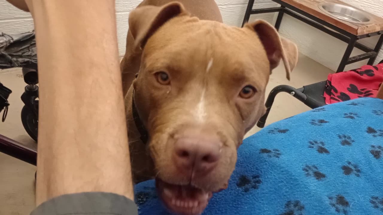 Gucci 6y A846344 very enthusiastic&lovin too@TRN, from harrys haven kennel 207 PACC shelter20258312