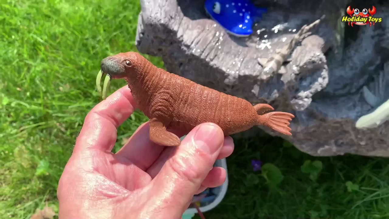 Walrus Search for Frogs that Have Fallen Into Piles of Other Animals