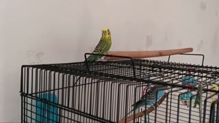 Fly! Be Free!