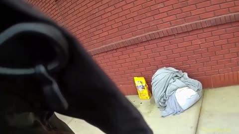 Bodycam video shows Georgia law enforcement coming to the aid of homeless couple, dogs