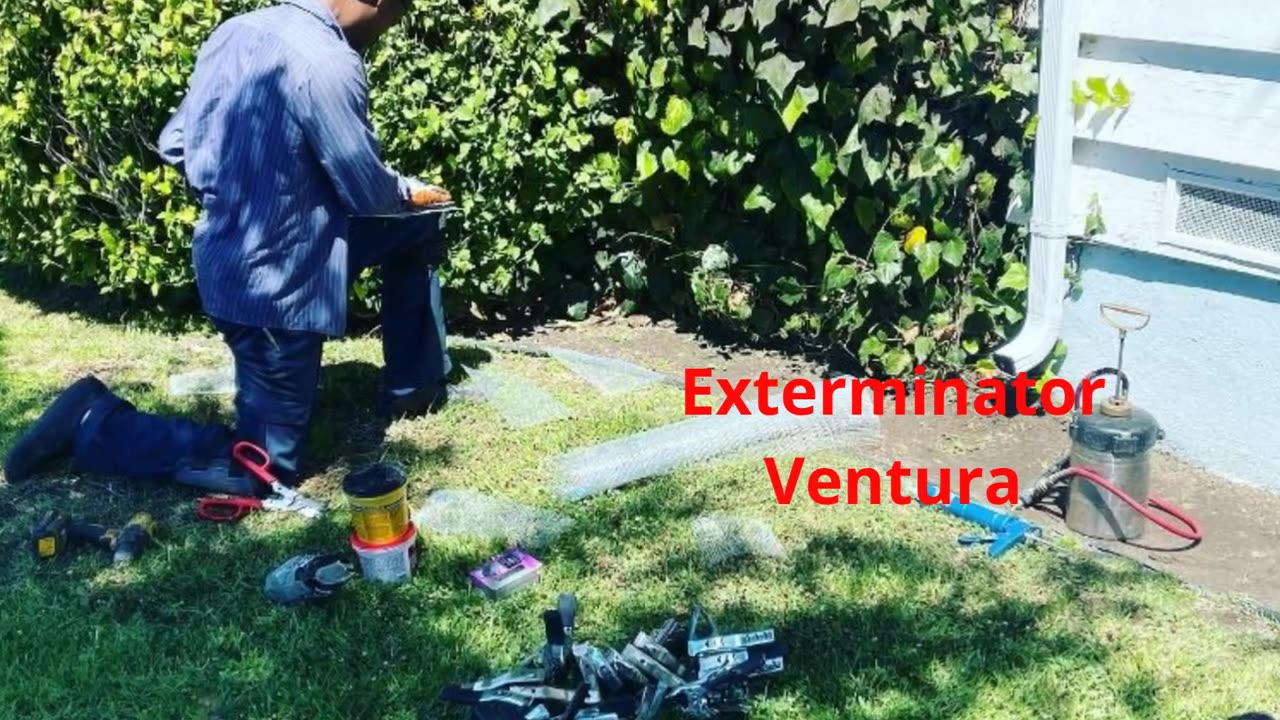 Ecola Termite | Best Exterminator in Ventura, CA