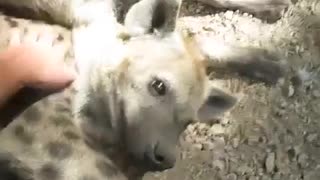 Hyena on Field