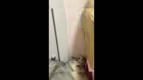 Part 4: Cat & Dog Showdown! 🐾 | The Funniest One Yet!🤣