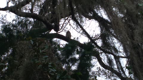 Gray horned owl in the tree