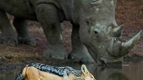 Unity at the Waterhole