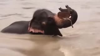 🐘🦌 Elephant saves the Deer from the deadly flood! A True Hero