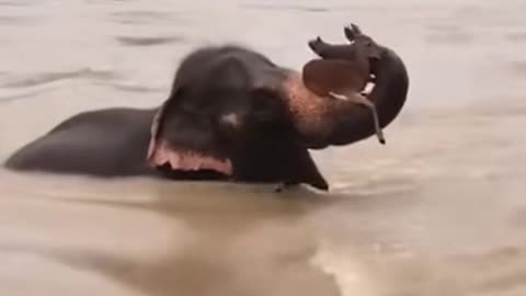 🐘🦌 Elephant saves the Deer from the deadly flood! A True Hero