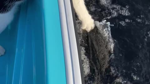 Pirate Kitty Enjoys Boat Waves