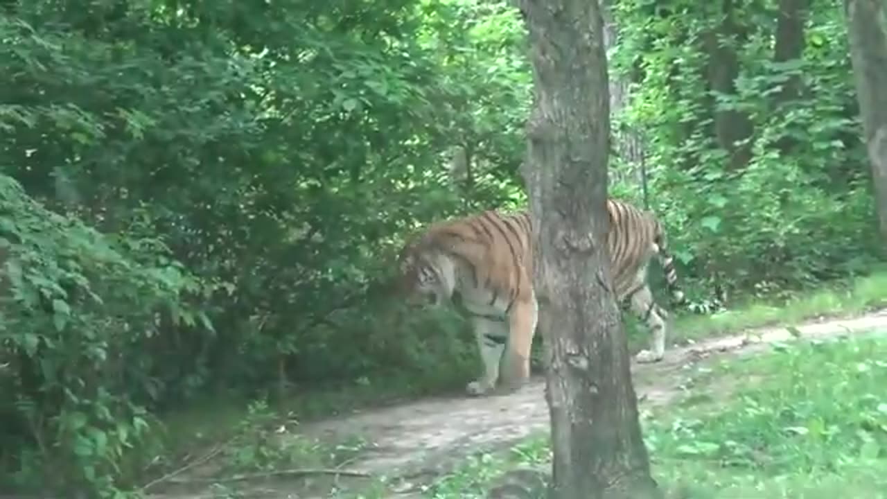 Bronx Zoo Newyork