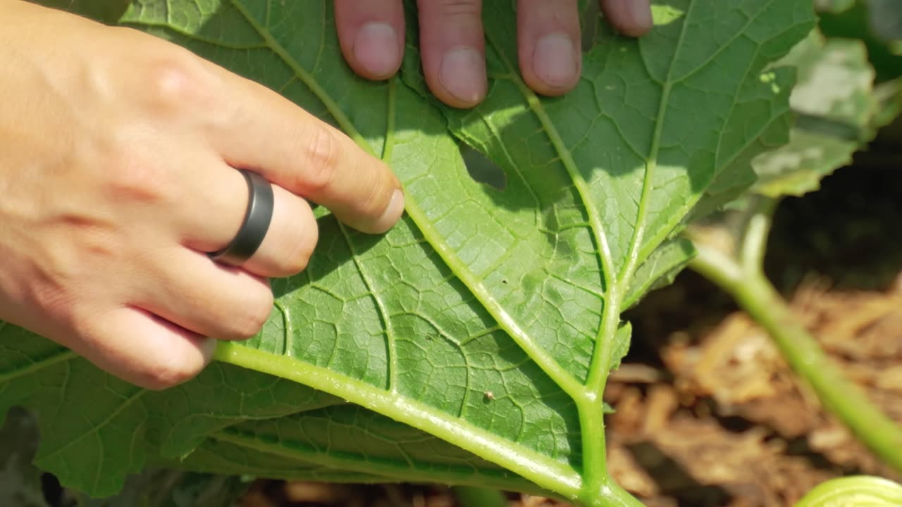 Grow Zucchini Vertically and DOUBLE Your Harvest – Space-Saving Garden Hack